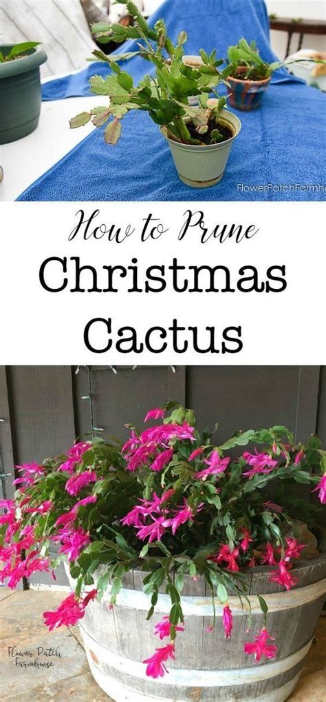 Because of their native habitat, these. easy Prune Christmas Cactus | Christmas cactus plant ...