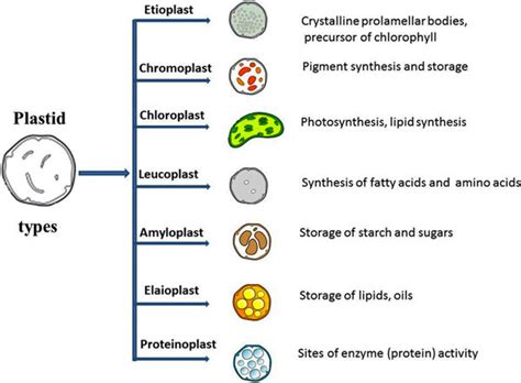 Plant cells have special organelles called chloroplasts, which create sugars via photosynthesis. Plastid and its various types with their respective ...