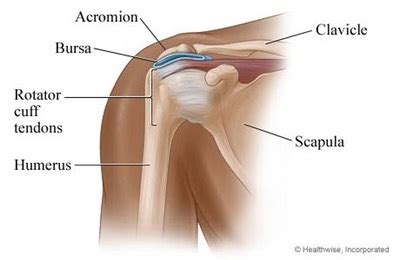 These processes involve different dysfunctions, such as abnormal coracoid impingement syndrome is a less common cause of shoulder pain. Shoulder Impingement Syndrome and Shoulder Pain ...