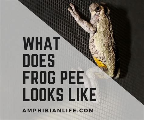 What Does Frog Pee Looks Like With Pictures Amphibian Life