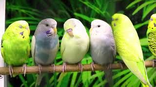 Budgie Sounds Love For Budgies First Official Budgie Music Video Alen Axp Alen Axp Budgie