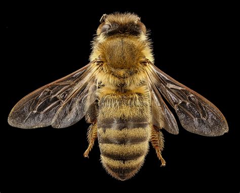 Maryland Biodiversity Project Honey Bee Apis Mellifera