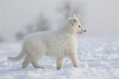 Serious Facts You Must Know About The White Snow Wolf