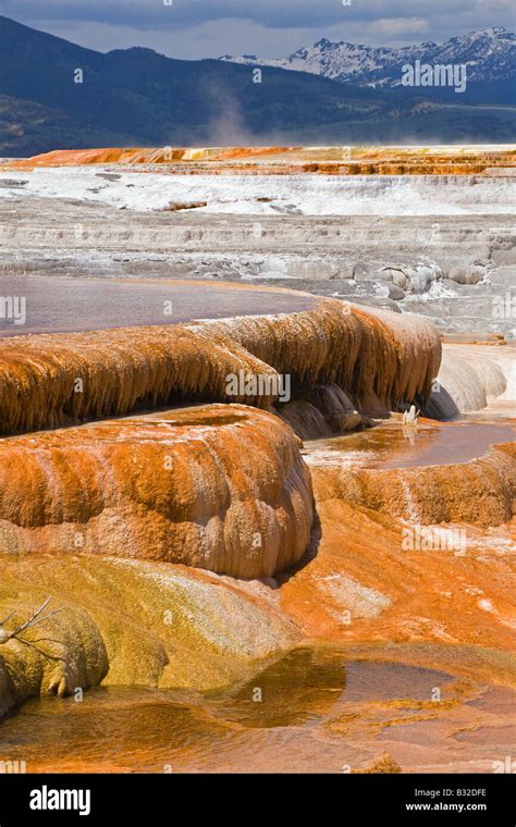 Mammoth Hot Spring Terraces Are A Wonderful Example Of Volcanic Thermal