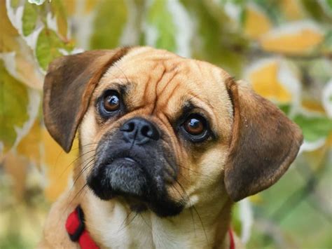 Puggle Charakter Größe And Erziehung Steckbrief