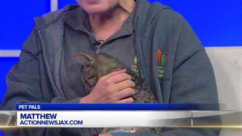 Kitten Found With Two Broken Legs After Hurricane Matthew Recovering Action News Jax