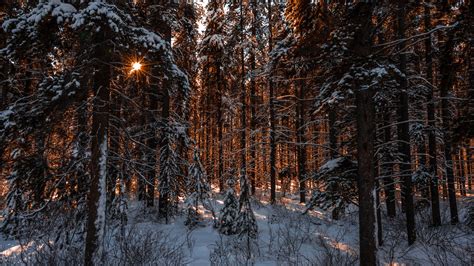 Winter Forest At Sunset Hd Wallpaper Background Image 2560x1440