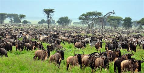 The Great Serengeti Wildebeest Migration October To November And Dec