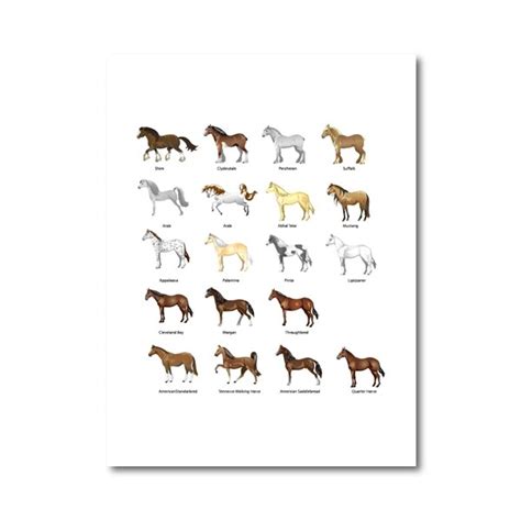 Horse Breeds Poster