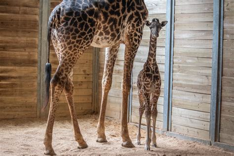 Newborn Giraffe Born In Captivity At Brevard Zoo In Florida