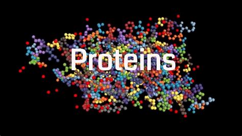 Functions Of Protein In The Body How The Body Uses Proteins Youtube