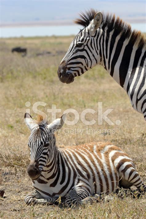 Baby Zebra With Mother Stock Photo Royalty Free Freeimages