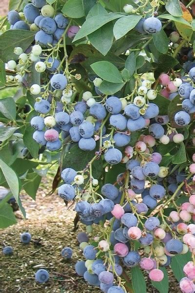 Buy Ochlockonee Rabbiteye Blueberry Bushes Free Shipping