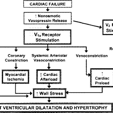 Pathophysiology Heart Disease Hot Sex Picture