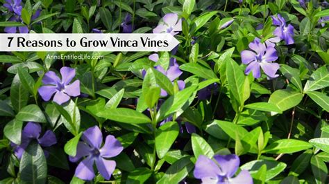 7 Reasons To Grow Vinca Vines