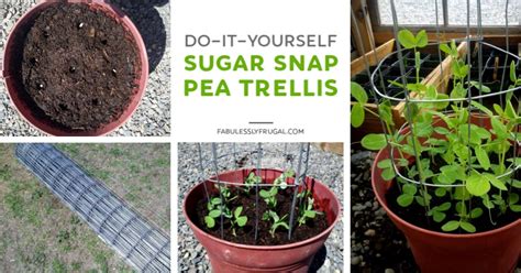 How To Make A Mini Diy Sugar Snap Pea Trellis Fabulessly Frugal