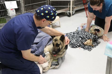 Our State Is Facing A Veterinary Shortage What Does This Mean For
