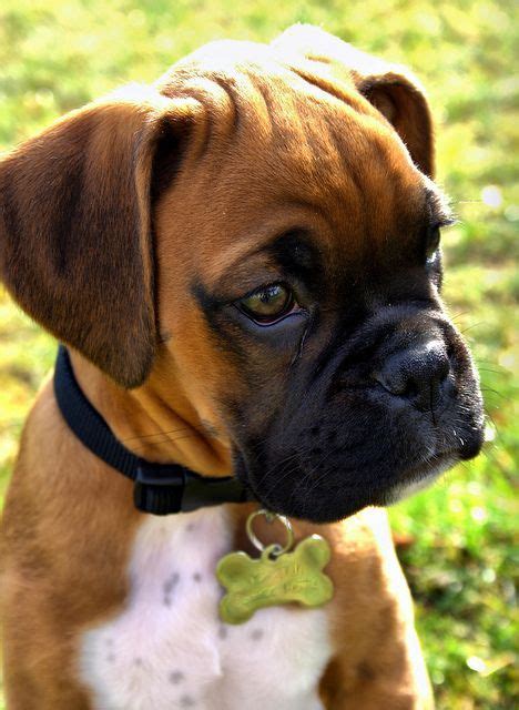 17 Irresistibly Cute Boxer Puppies Pup Puppy Boxers Bowwow Times Cute