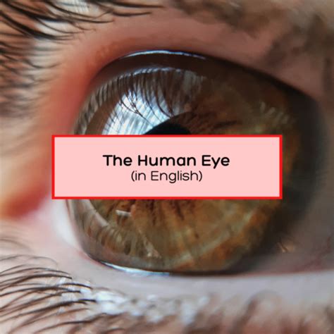 Get To Know The Human Eye In English Blue Urpi