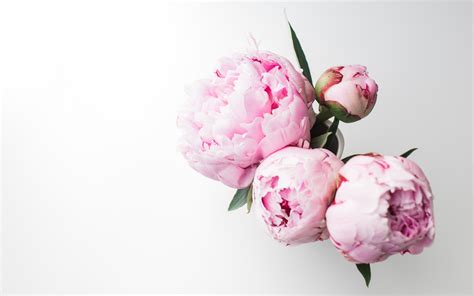 Peony Wallpapers 59 Background Pictures