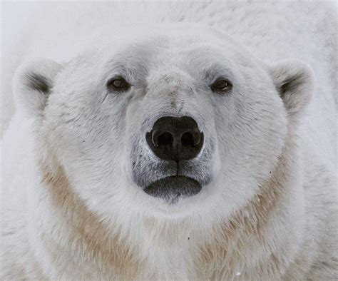 Intense Polar Bear Face