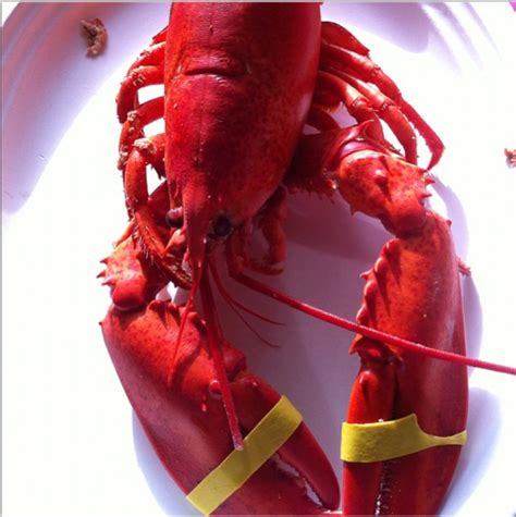Locke Ober Lobster Savannah Recipe Maine Ly Lobster
