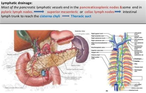 Duodenum And Pancreas