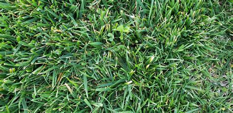 Help Identifying Grass Type Rlawncare