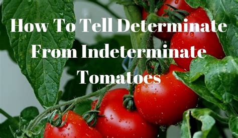 Beefsteak tomatoes are no different than other types of tomatoes when it comes to planting time. How To Tell Determinate From Indeterminate Tomatoes ...