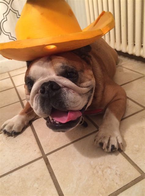 19 Dogs Wearing Hats For Anyone Whos Having A Ruff Day Dog Wear