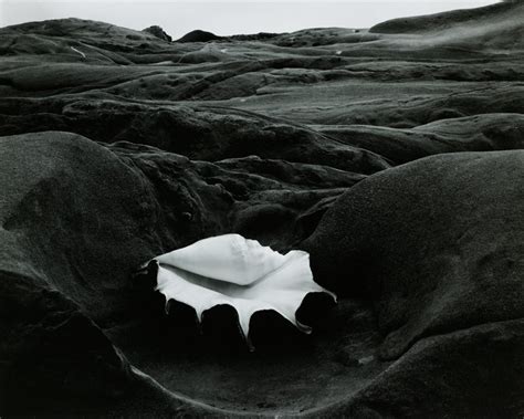 Shell Edward Weston Mia