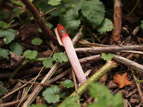 red stinkhorn common lichens and fungi of the maine coast · inaturalist