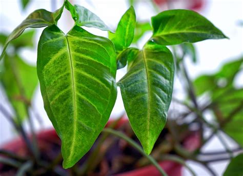14 Of The Fastest Growing Houseplants For A Nearly Instant