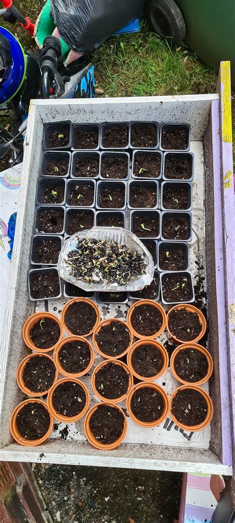 Another Post About My Vigorous Bird Seed I Ve Potted So Many Sprouts