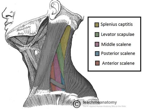 Posterior & anterior triangle of neck— presentation transcript what are the careful and careless area of posterior triangle what are the importance of diagastric and omohyoid muscles as a land marks for subdivision of the two triangular regions of neck. Posterior Triangle of the Neck - Subdivisions - TeachMeAnatomy