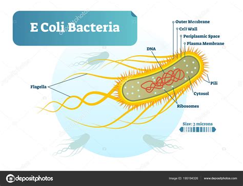E Coli Bacteria Micro Biological Vector Illustration Cross Section
