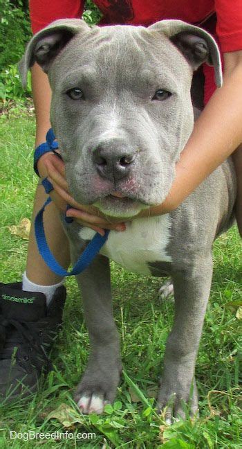 Blue Red Nose Pitbull Mix Cute Dogs Gallery Blue Nose Pitbull