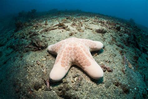 17 Bizarre And Beautiful Starfish Species