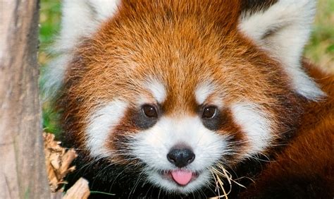 Red Panda Facts Animals Of Asia Worldatlas