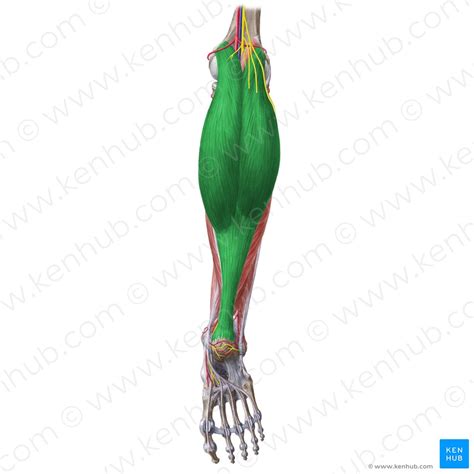 Musculus Quadriceps Femoris Anatomie Und Funktion Kenhub