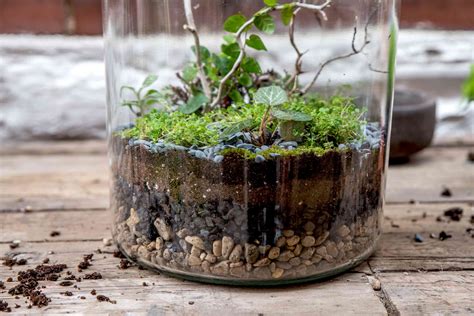 How To Make A Basic Terrarium