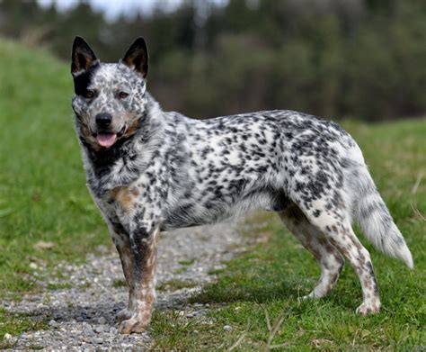 Blue Merle Australian Cattle Dog