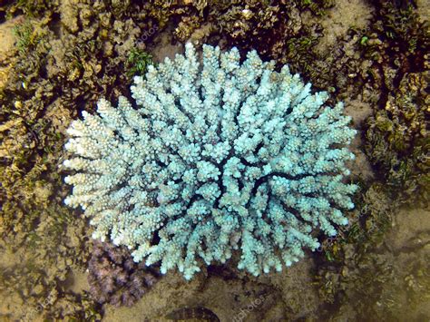 Blue Coral — Stock Photo © Valkor 6152475