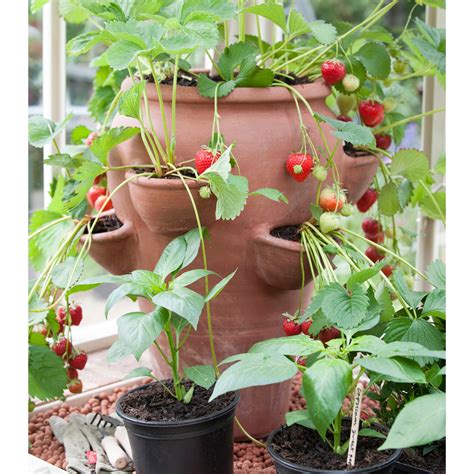 Buy Terracotta Strawberry Planter