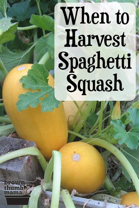 When To Harvest Spaghetti Squash Brown Thumb Mama