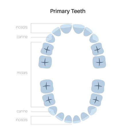 Premium Vector Vector Illustration Of Primary Temporary Teeth