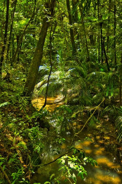 Small River In A Dense Rainforest New Zealand Stock Image Image Of