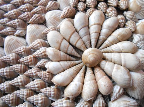Free Images Beach Nature Ocean Texture Spiral Symmetrical Vacation Pattern Dish Food