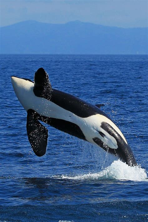 Wonderous World Breaching Orca By Akiko Floved Going Whale