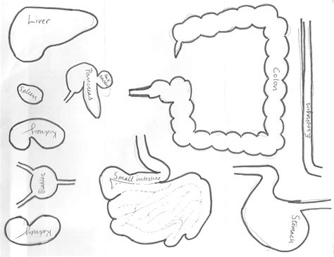 Digestive System Cut Out Worksheet Printable Worksheets And Activities